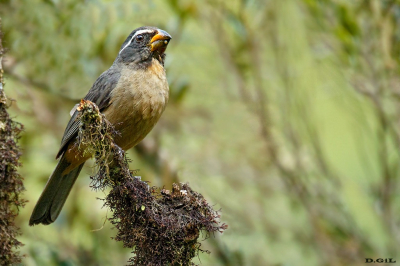 BICO GROSSO (Saltator maxillosus)